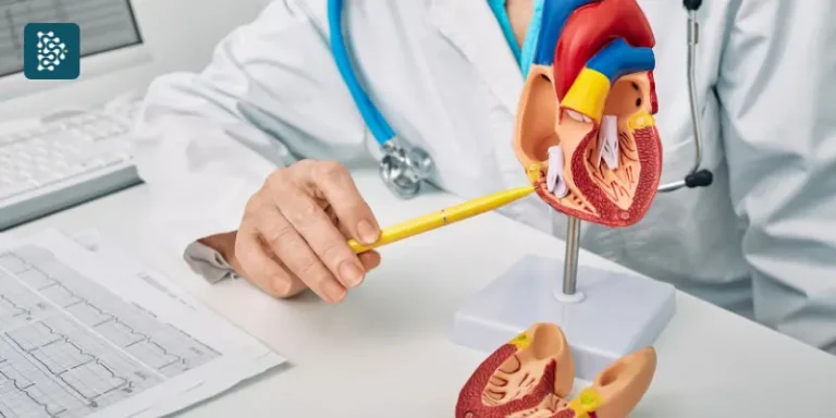 Médico cardiologista explica o funcionamento do coração com maquete anatômica em consulta humanizada.