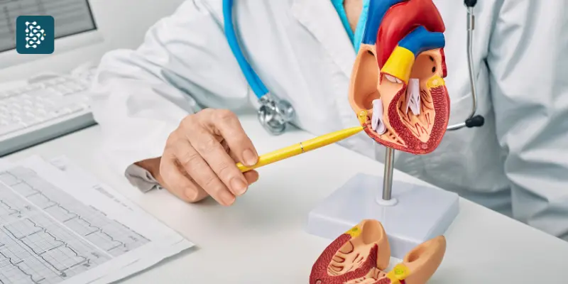 Médico cardiologista explica o funcionamento do coração com maquete anatômica em consulta humanizada.
