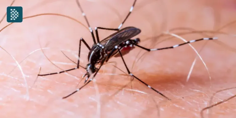 chikungunya costuma gerar febre alta, dores articulares intensas e incapacitação temporária